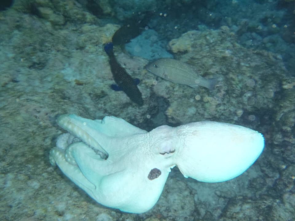 Hausriff Embudu bei Nacht Embudu Village