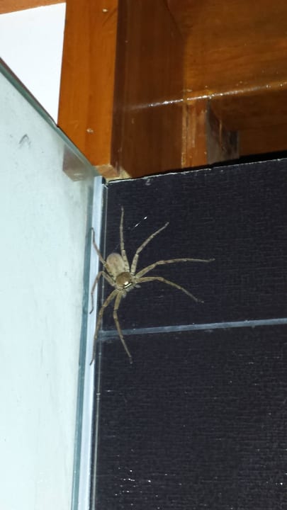 Huntsman-Spider Meeru Maldives Resort Island