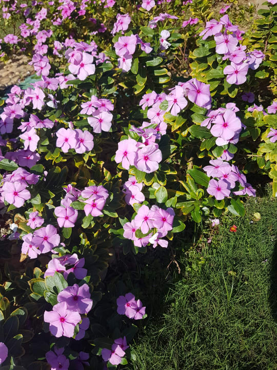 Gartenanlage Shams Prestige Abu Soma-Adults Only