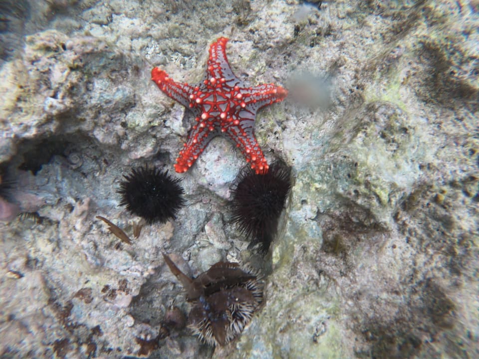 Strand Ocean Paradise Resort & Spa