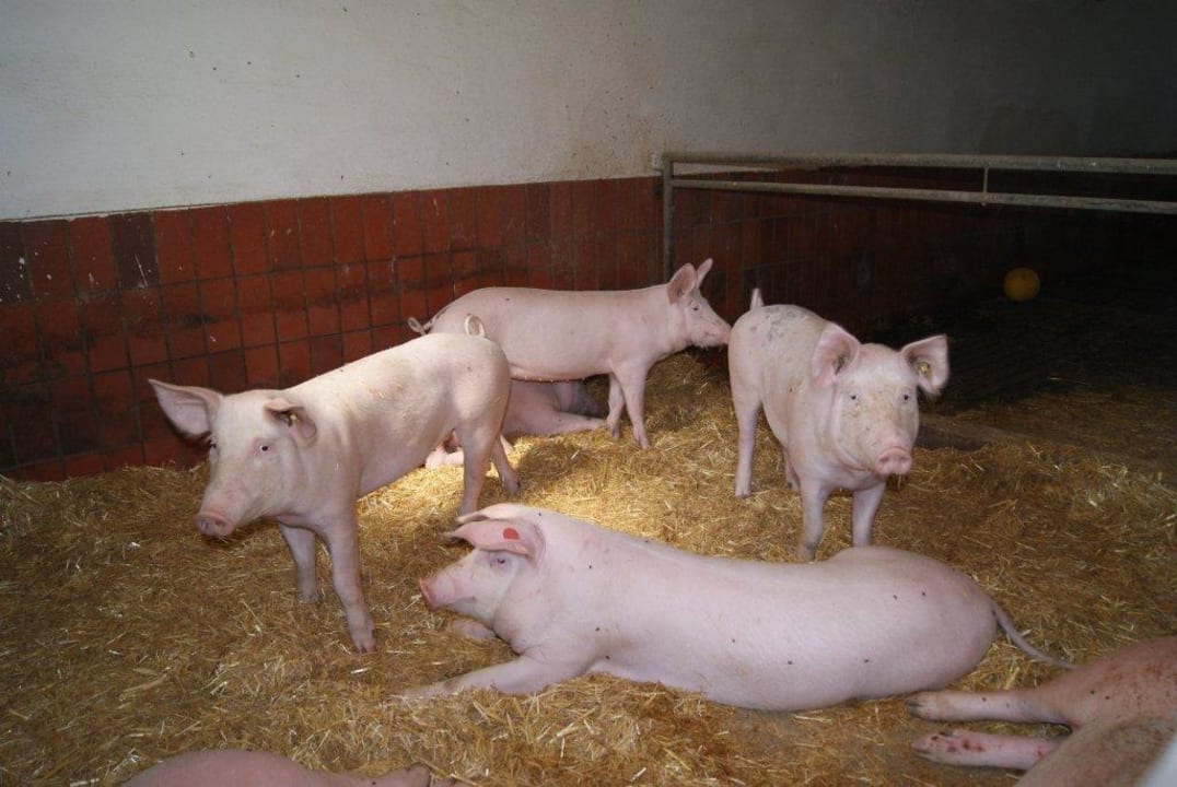 Schweine im Stroh Bauernhof Petritschhof