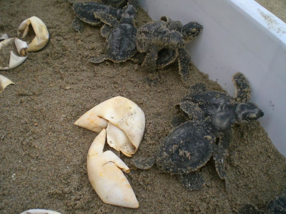 Schildkrötenbabys Shangri-La Barr Al Jissah Resort & Spa - Al Waha