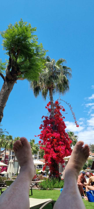 Gartenanlage Arum Barut Collection