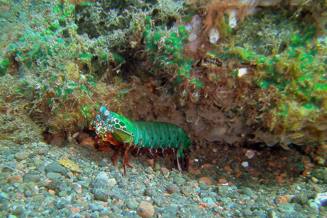 Sport & Freizeit Hotel Tauch Terminal Resort Tulamben