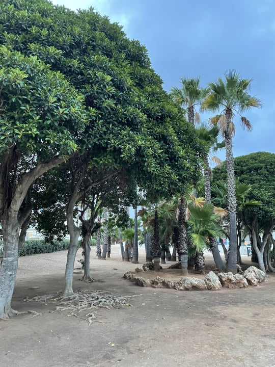 Gartenanlage Hipotels Mediterraneo Club