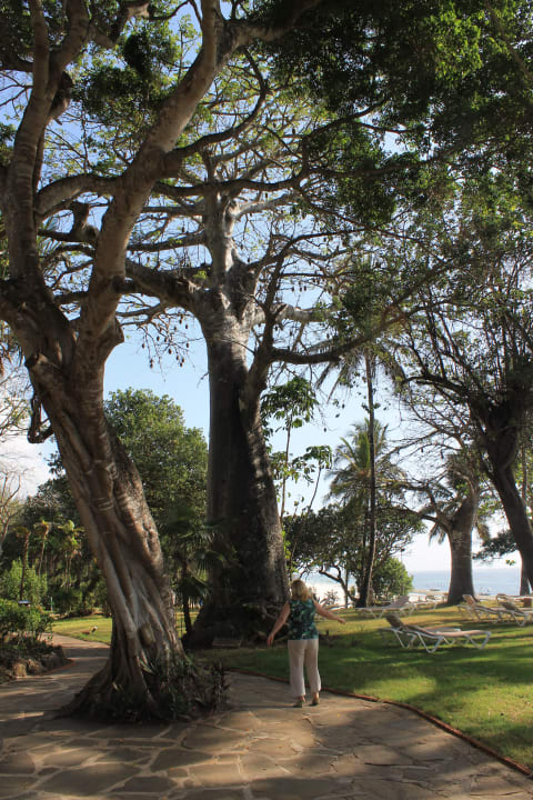 Herrlicher Baumbestand Baobab Beach Resort & Spa