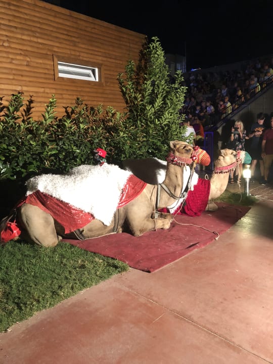 Sonstiges Saturn Palace Resort Hotel