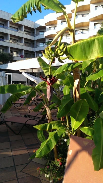 Gartenanlage Hotel Serrano Palace