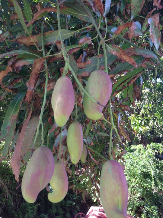 Bäume mit Mangos The Coco de Mer Hotel & Black Parrot Suites