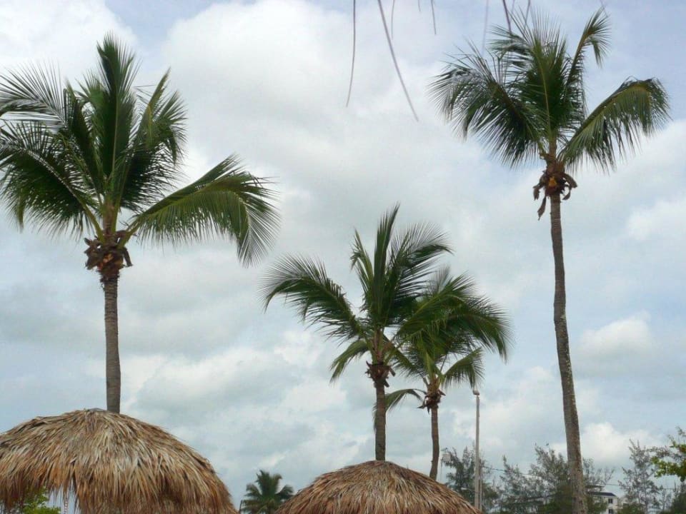 Palmen im Wind BelleVue Dominican Bay