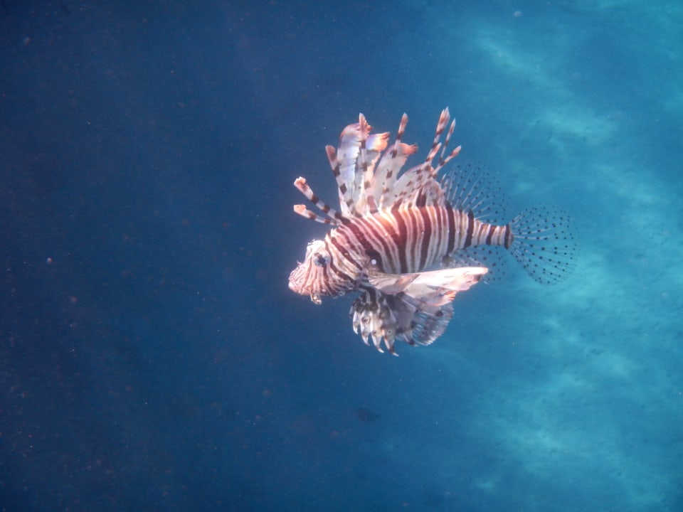 Strand Cleopatra Luxury Resort Makadi Bay