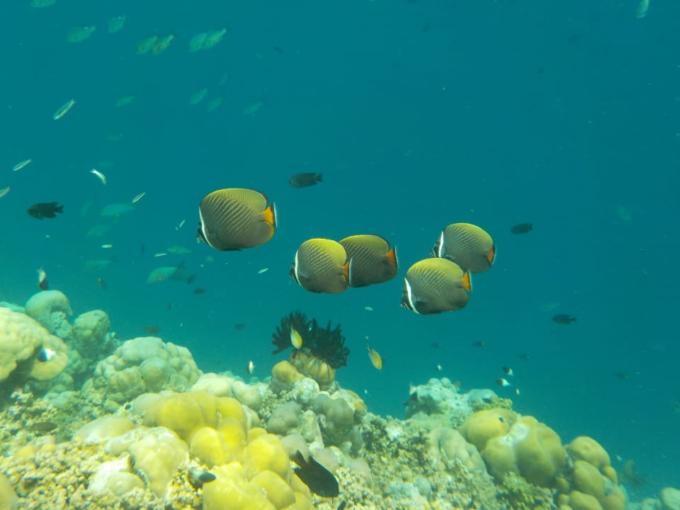 Sport & Freizeit Adaaran Select Meedhupparu Island Resort - Premium All Inclusive