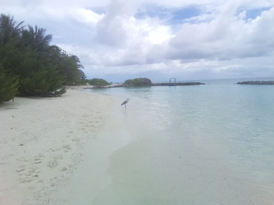Strand Summer Island Maldives