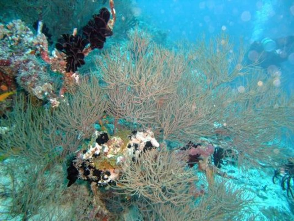 Unterwasser - Bootstauchgang NH Collection Maldives Reethi Resort