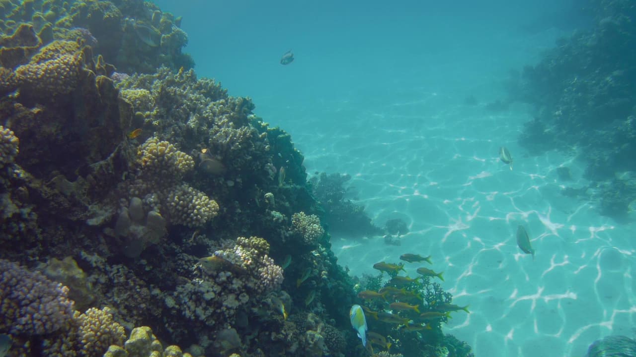 Sport & Freizeit Hotel Gorgonia Beach Resort