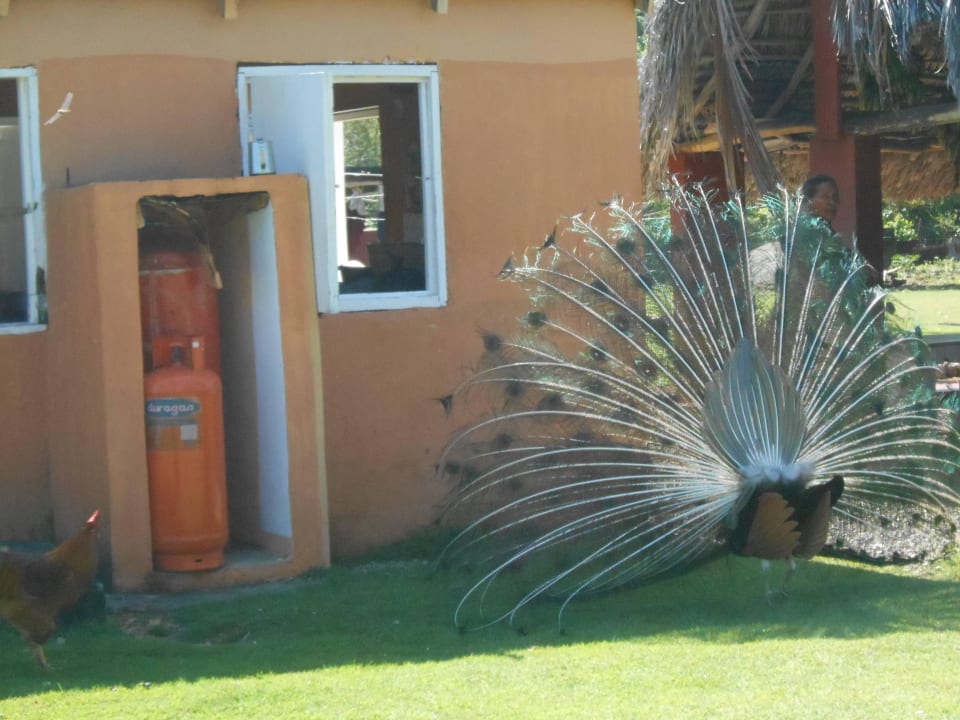 Pfau auf der Ranch von Rudi Wyndham Alltra Samana