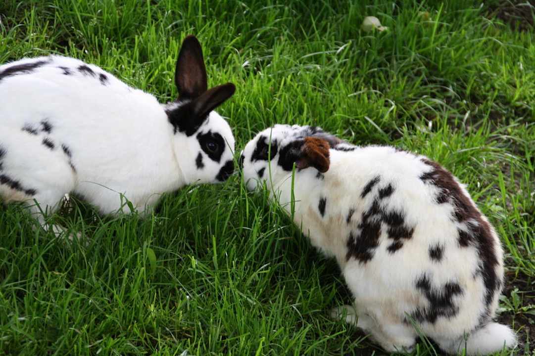 Kaninchen Familienbauernhof Grossgrub