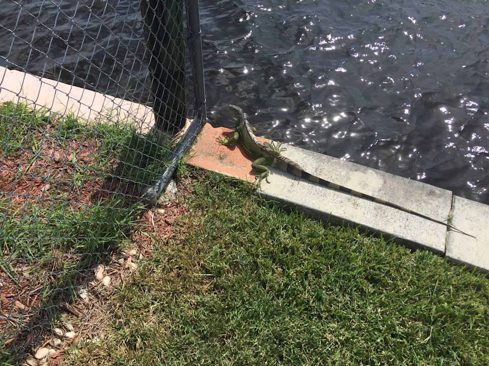 Kleiner Besucher  Ferienhaus in Cape Coral