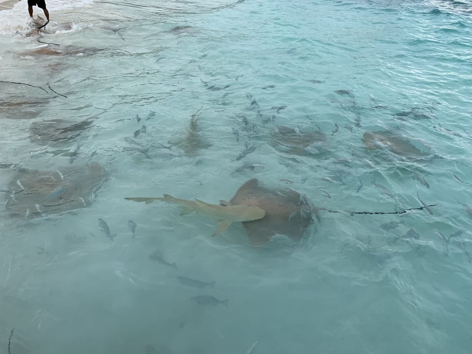 Sport & Freizeit NH Collection Maldives Reethi Resort