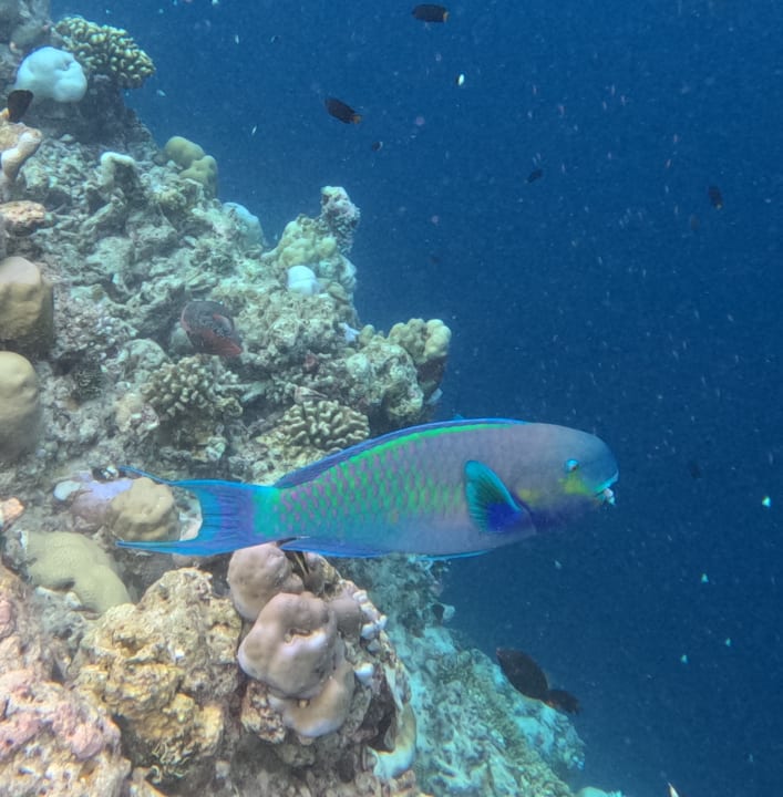 Sport & Freizeit Sun Siyam Vilu Reef