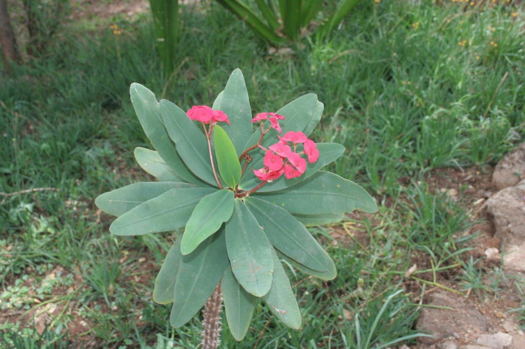 Ogród Hotel Amboseli Sopa Lodge