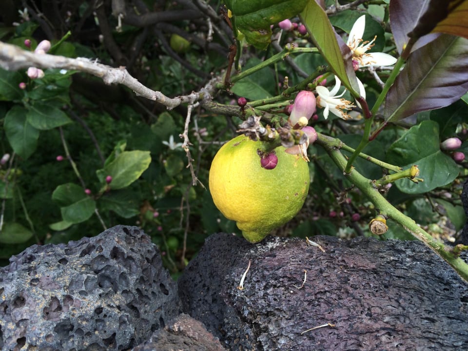 Zitronen im Garten hinter dem Hotel Finca de la Florida