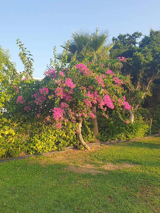 Gartenanlage Crystal Springs Beach Hotel