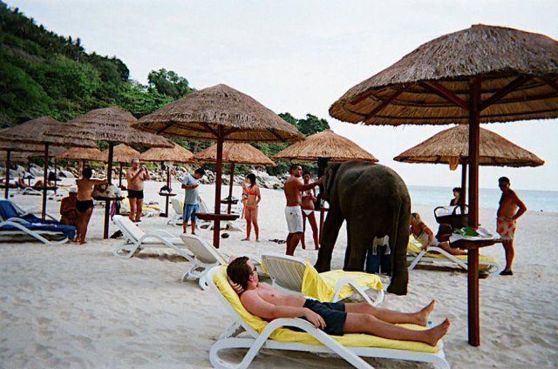 Hoteleigener Baby Elefant Le Meridien Phuket Beach Resort