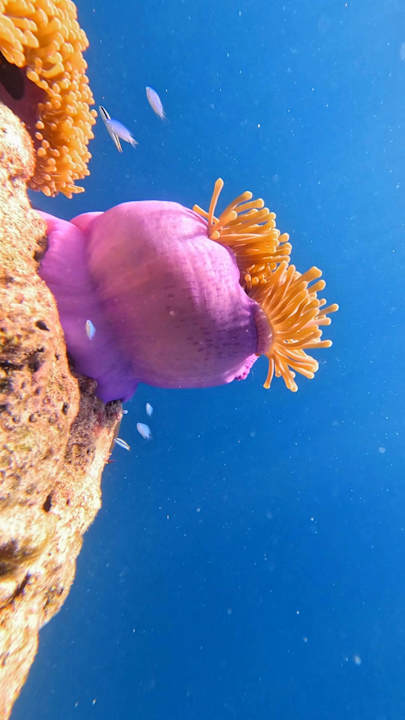 Sport & Freizeit Vilamendhoo Island Resort & Spa