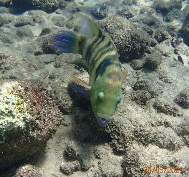 Sport & Freizeit Ghazala Beach