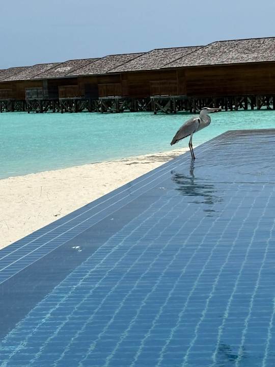 Pool Vilamendhoo Island Resort & Spa