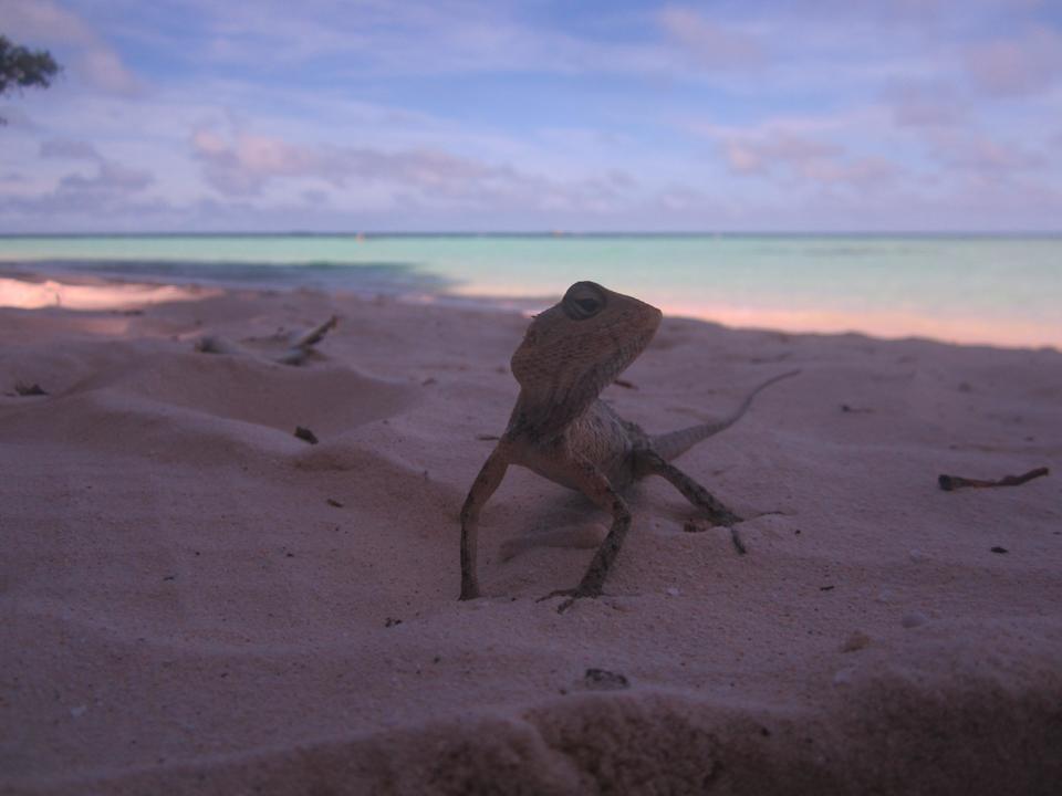 Gecko am Strand Biyadhoo Island Resort