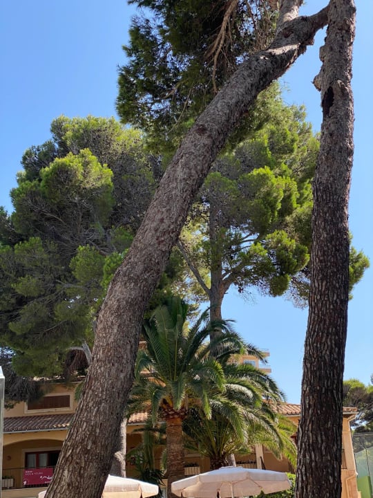 Gartenanlage Hotel & Spa S'Entrador Playa