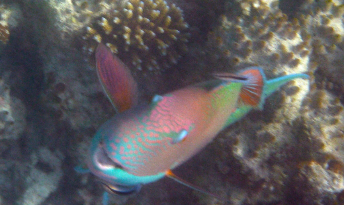 Papageifisch Vilamendhoo Island Resort & Spa