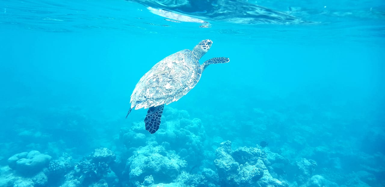 Sport & Freizeit Summer Island Maldives