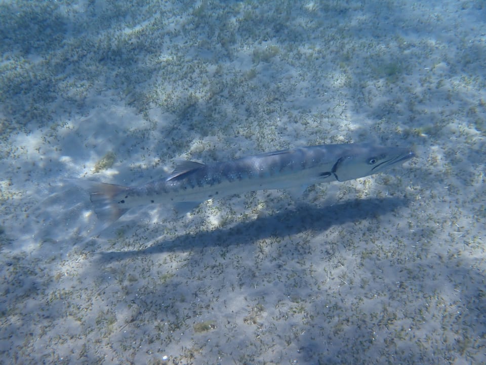 Strand Shams Alam Beach Resort