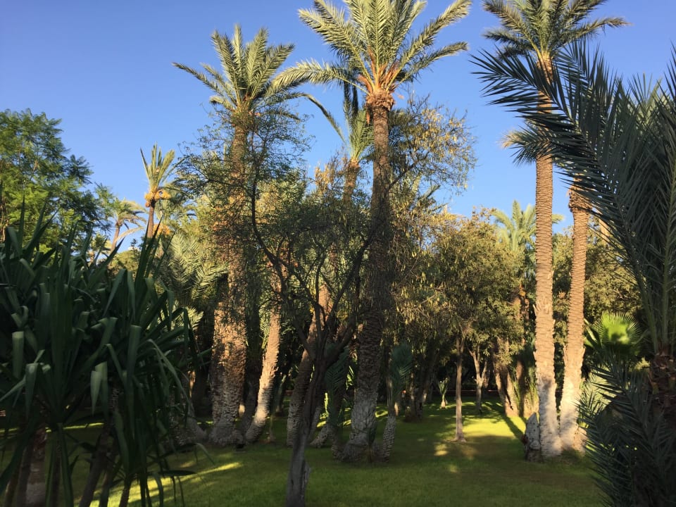 Gartenanlage Hotel Riu Tikida Garden - Adults Only