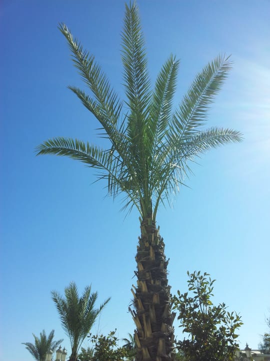 Palme Hotel Delphin Imperial