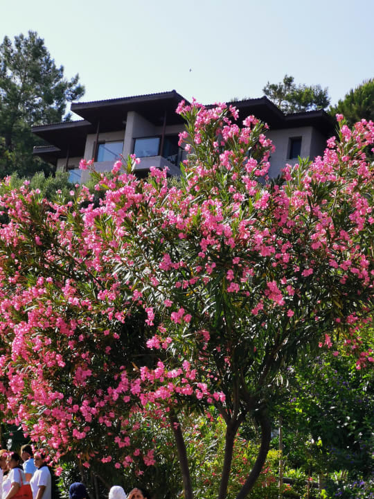 Gartenanlage TUI BLUE Seno - Adults Only