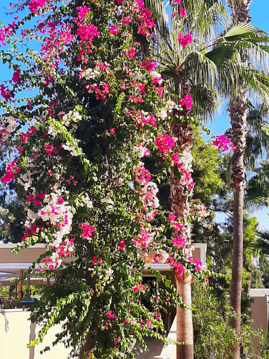 Gartenanlage Club Sidelya Hotel