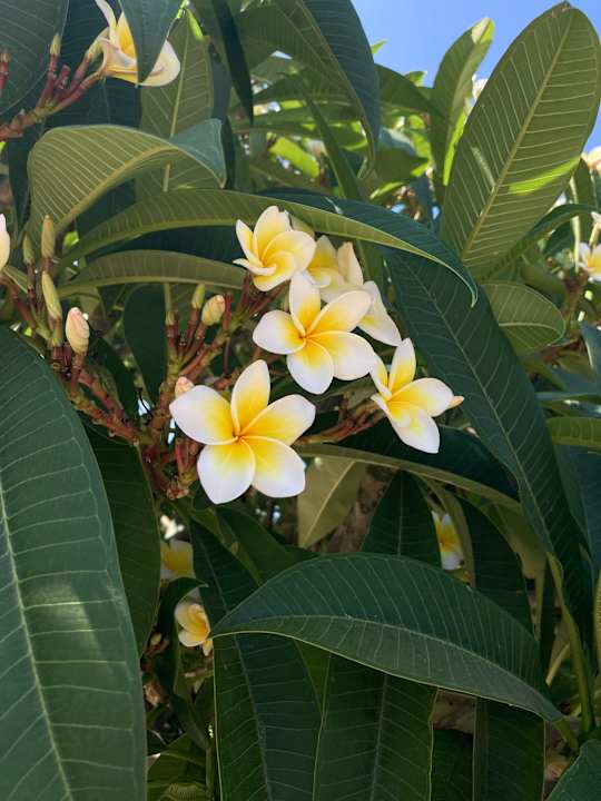 Gartenanlage Natura Park Village Hotel & Spa