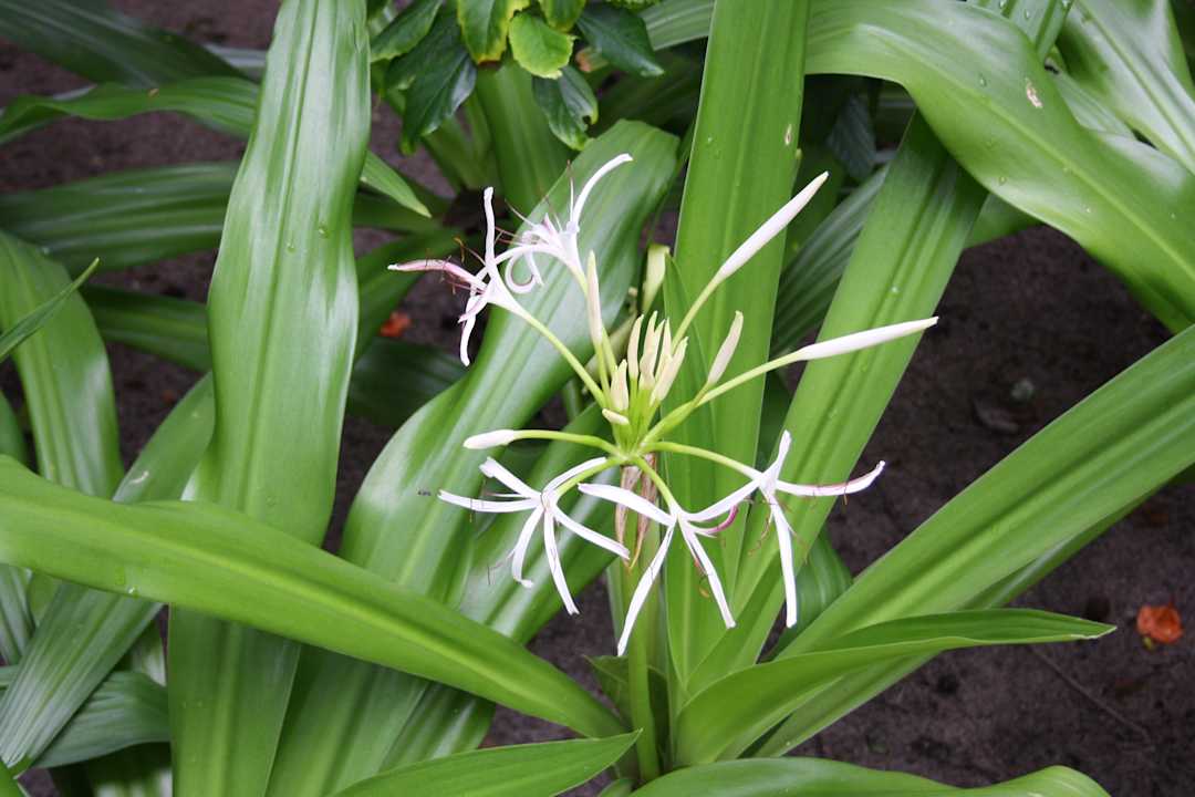 Die Flora von Kuramathi Kuramathi Maldives