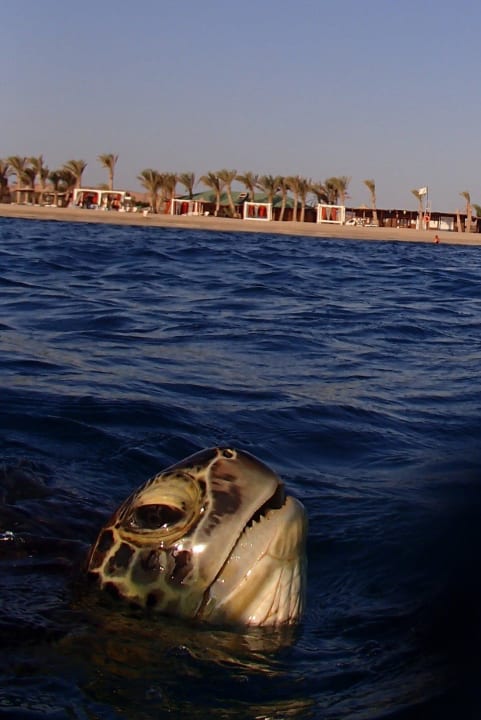 ...... Malikia Resort Abu Dabbab