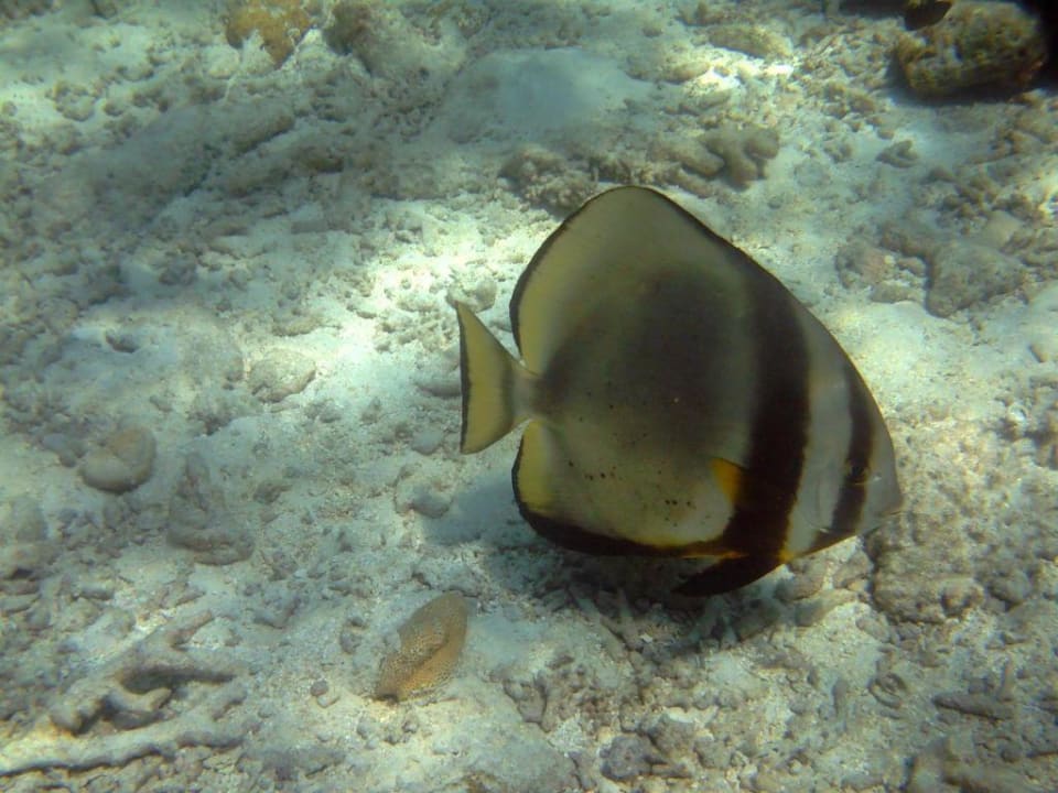 Rundkopf-Fledermausfisch Summer Island Maldives