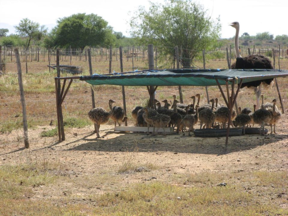 Staußenaufzucht De Zeekoe Guest Farm