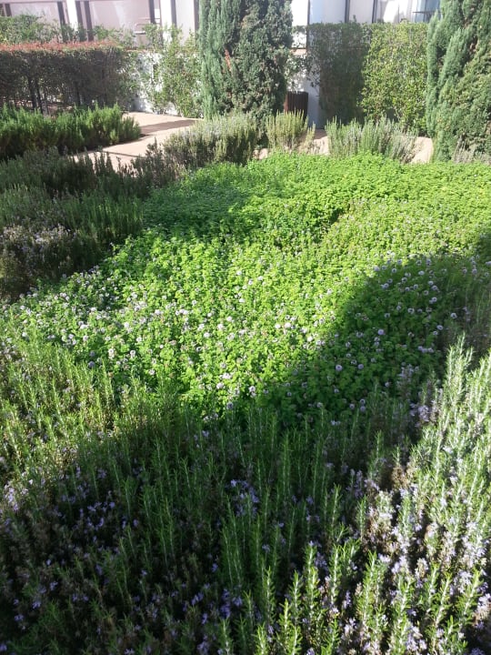 Lavendel Fuerte Conil-Resort