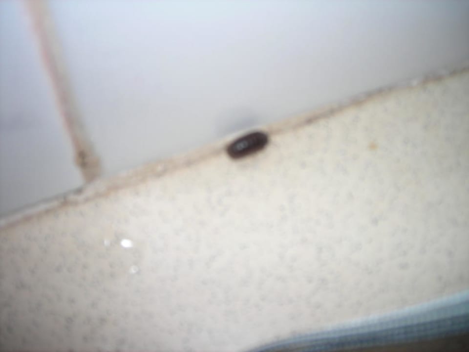 Käfer im Bad / Zimmer Flipflop Cala Romantica