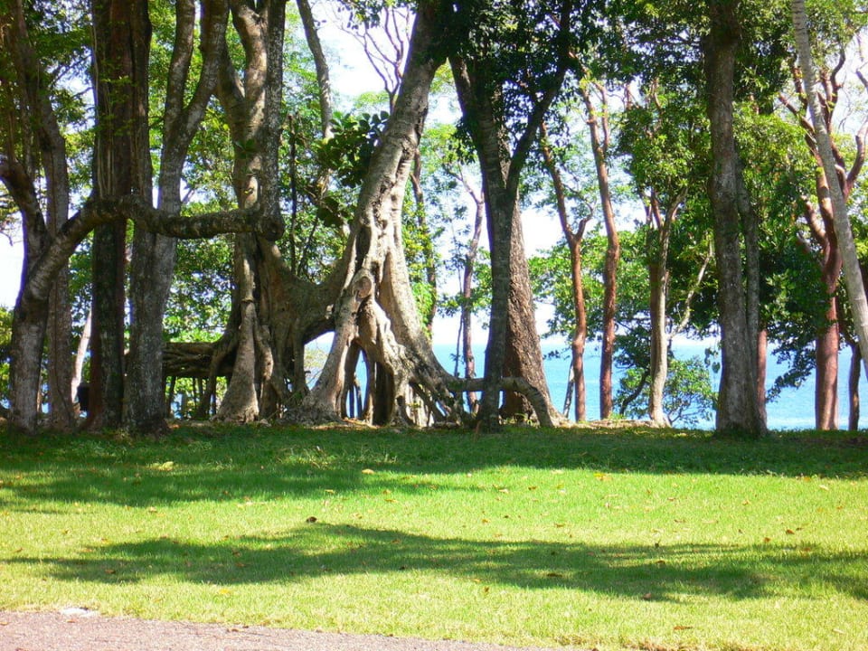 Alter Baumbestand am Meer Hotel Sea Horse Ranch