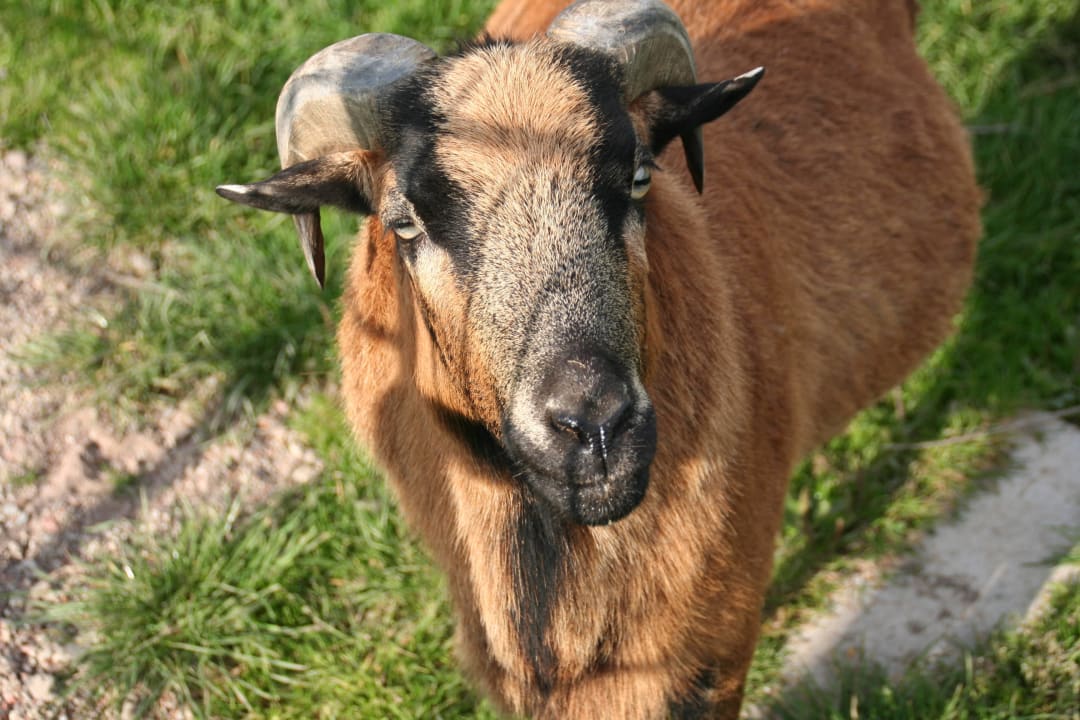 Kamerun Schafe, Hühner; Pony´s, Katze ect Moerenhof