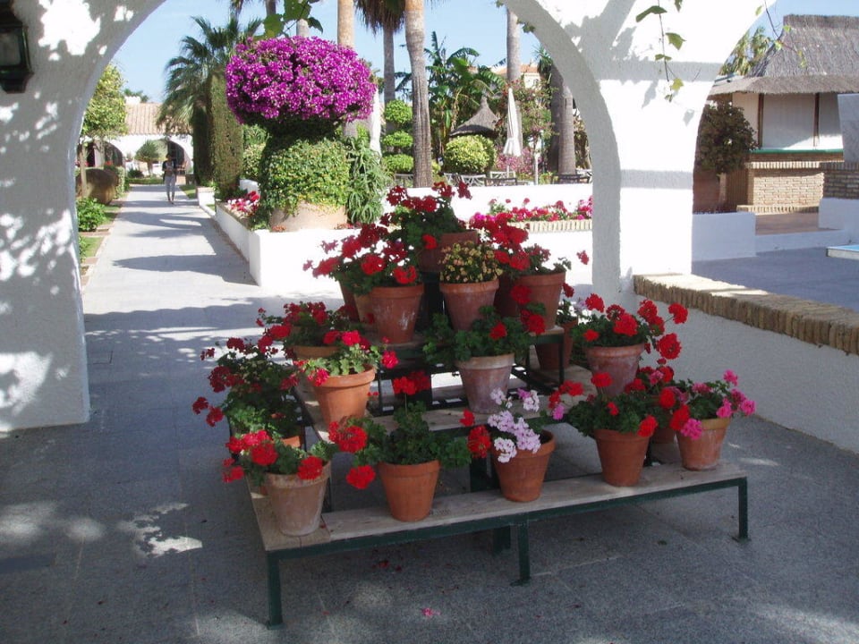 Blumenpracht Hotel Playa de la Luz